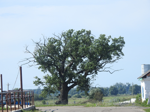 Дубенецкий дуб