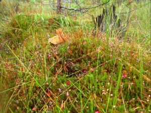 Заказник “Чистик”