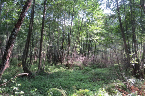 Приозерье Мшачье