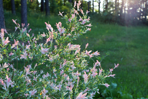 Городской парк города Верхнедвинска