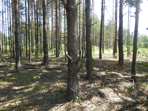 Збуражская гряда