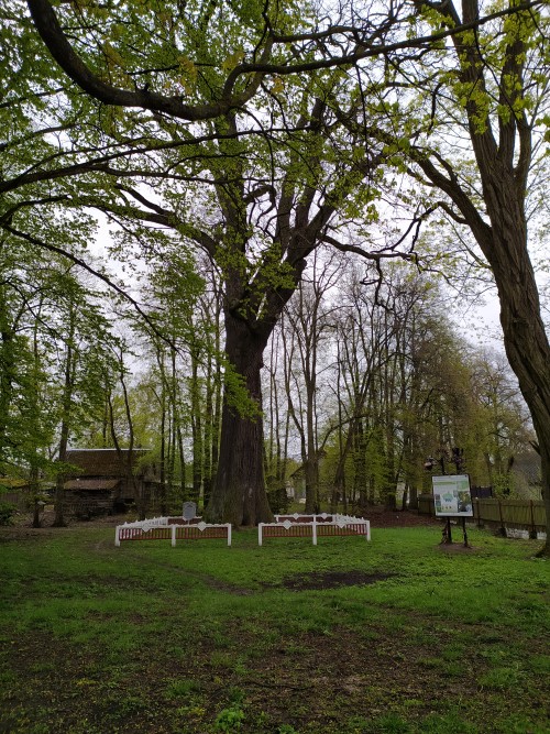 Дуб черешчатый «Петровичский»-2