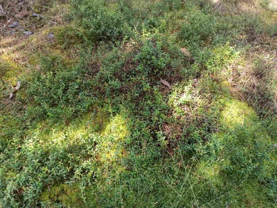 Клюквенник Романовка