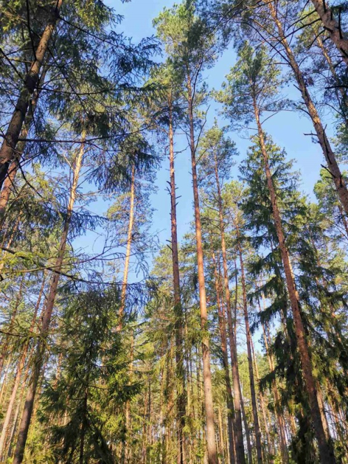 Заказник «Воротей»