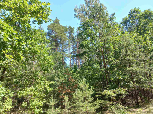 Заказник "Оброво"