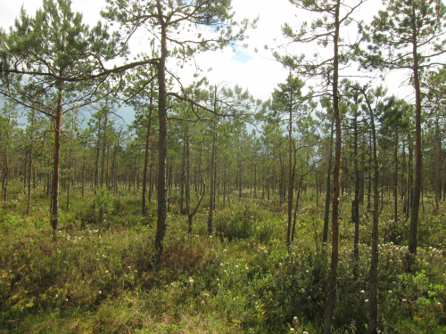 Заказник «Отрубок»