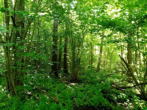 «Биордовское лесонасождение»