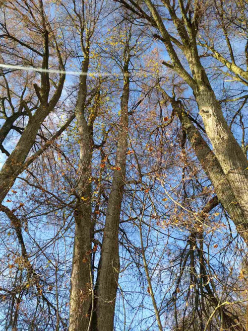 Вековая аллея в д. Бояры