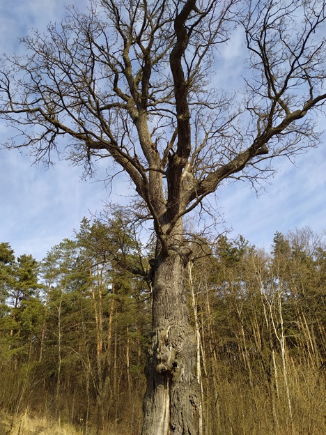 Старинный дуб в деревне Шиково