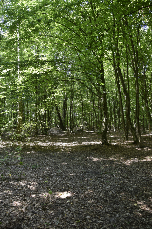 Парк Молочевщина