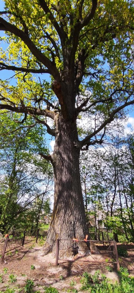 Вековые дубы «Кожангородокские»
