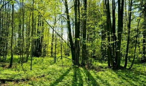 Заказник «Липники»