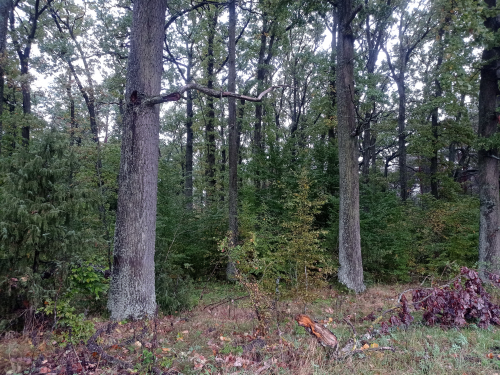 Чистая дубрава «Борецкая»