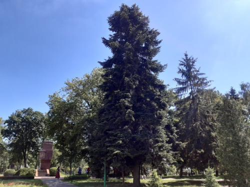 Брестский пихтарник