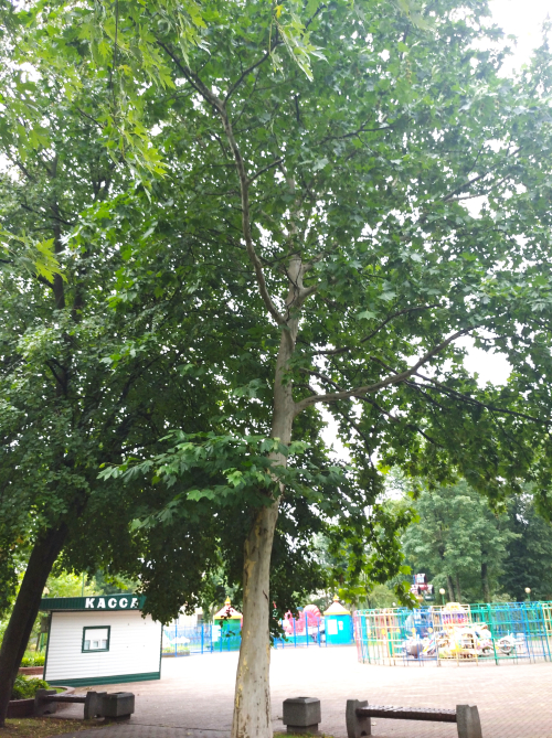 Берестейские платаны