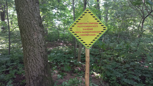 Пихта калифорнийская «Чижевичская»