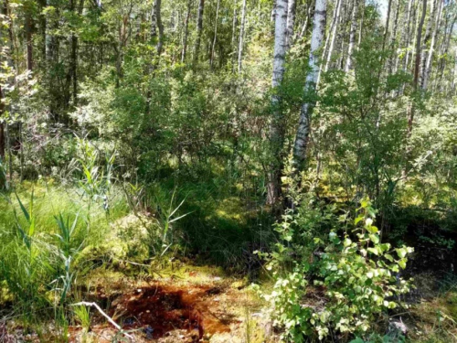 Заказник «Вязень»