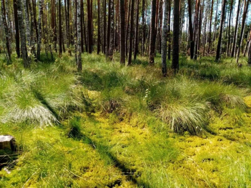 Заказник «Мокрое-1»