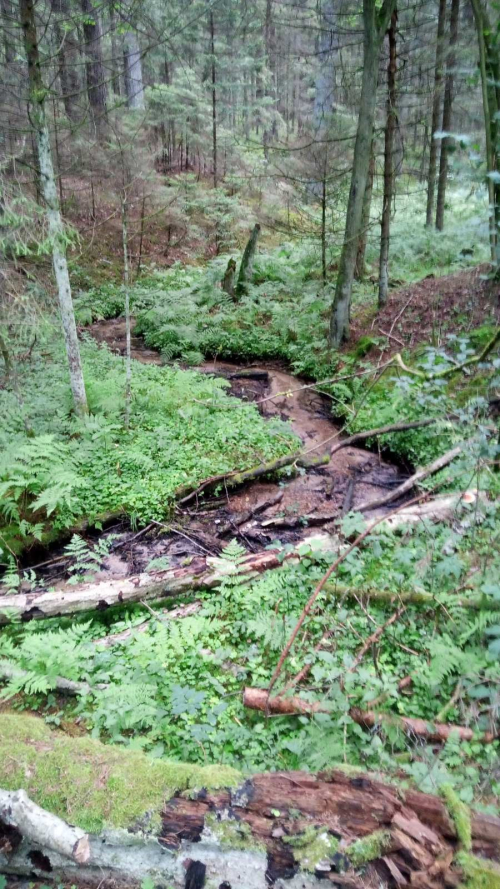 Холодный ручей