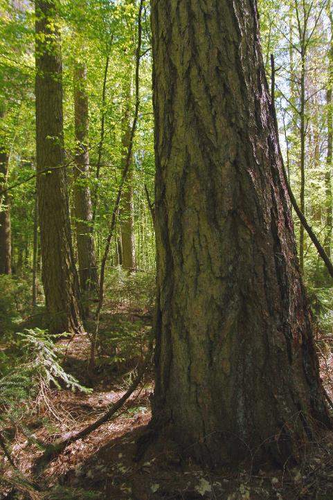 Насаждение лиственницы европейской «Молчадское»