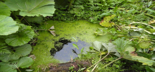 Родниково-ручьевой природный комплекс «Рутковский»