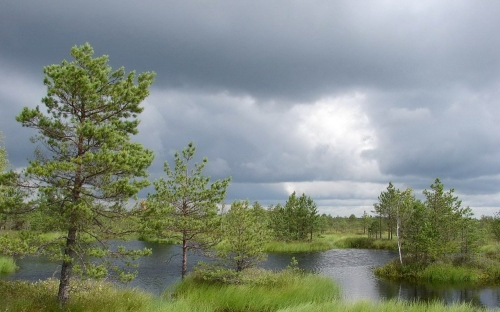 Заказник “Запольский”