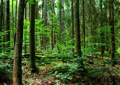 Заказник «Мокровичский»