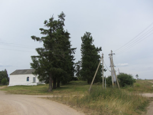 Аллея лиственницы европейской