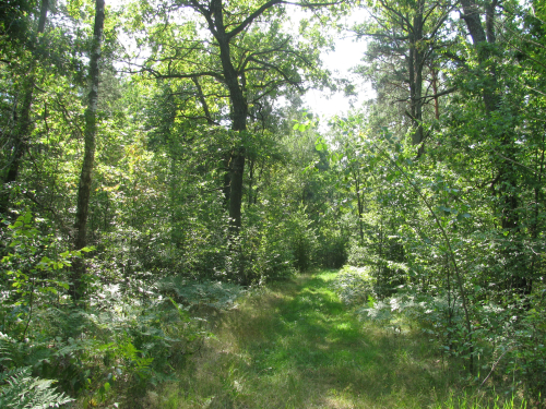 Заказник "Изин"