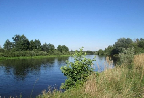 Заказник «Пойма Птичи»