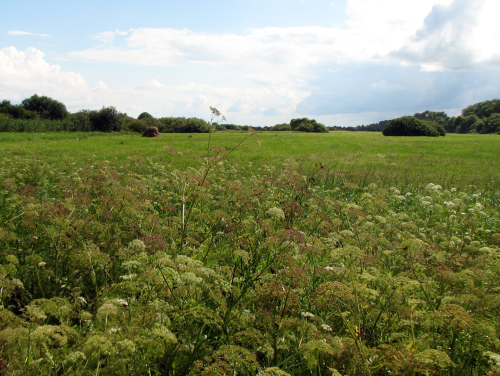 Лугопарк Площево