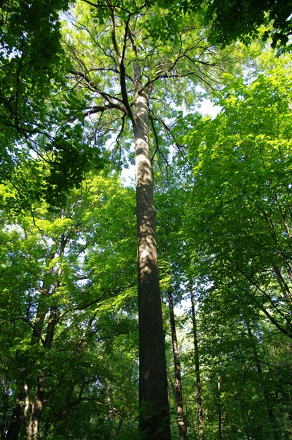 Парк «Малиновщина»