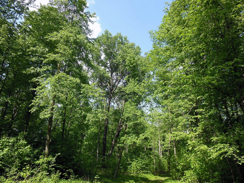 Старинный парк «Сарьянский»