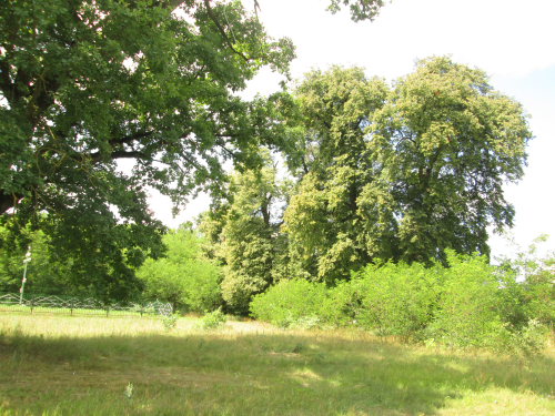 Хотиславские липы