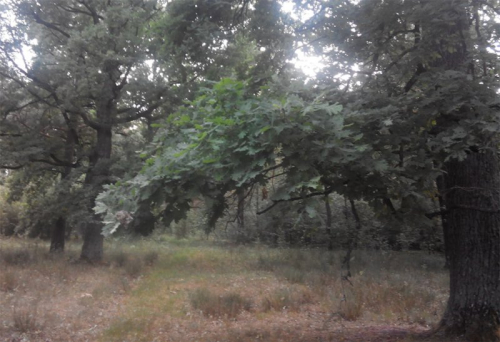 Уникальные участки леса (дубравы)