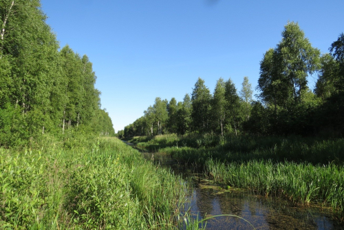 Заказник "Дивин-Великий лес"