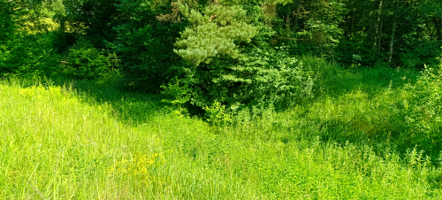 Обнажение «Тимошковичи»