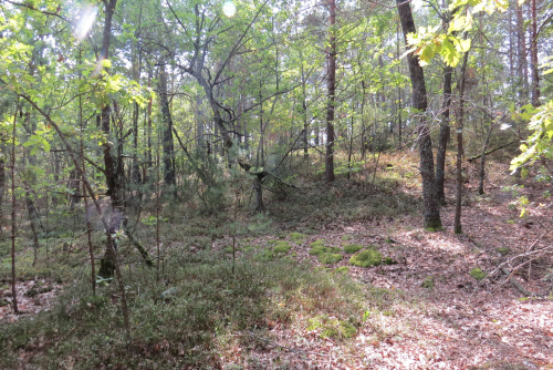 Гнедецкое заполье