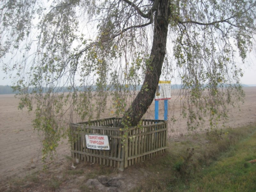 Береза черная