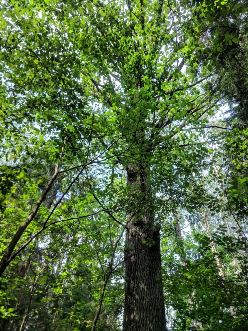 Вековой дуб Костюковичского лесхоза