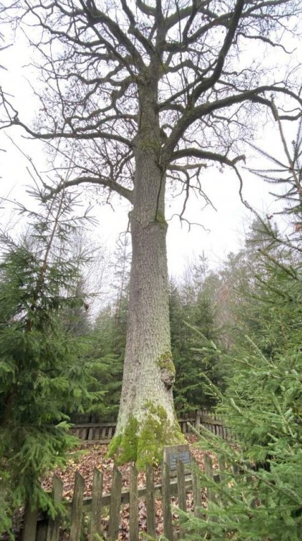 «Старинное дерево-дуб» (Царь-дуб)