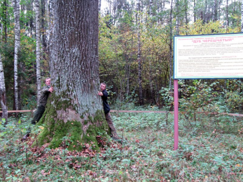 Дуб черешчатый «Любушанский-2»
