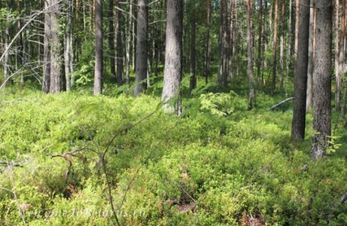 Заказник «Струменский»