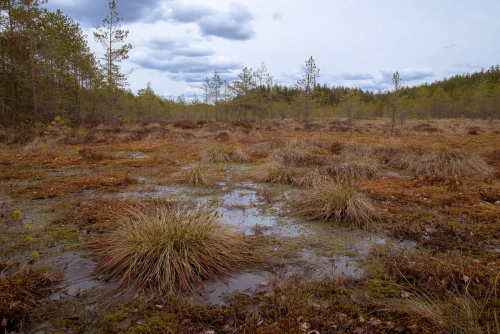 Заказник «Клетище»