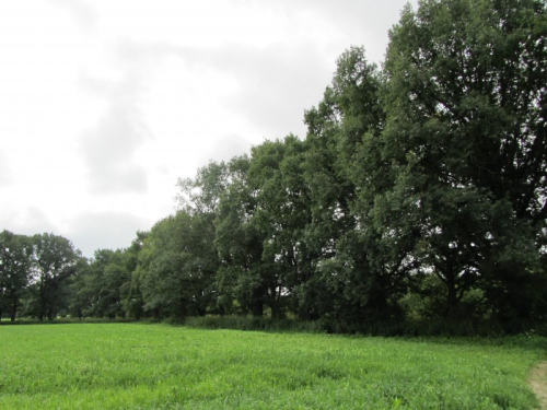 Дубовые аллеи усадьбы Чарноцких