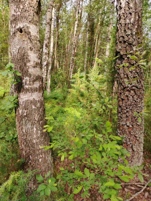 Образование «Синюха»