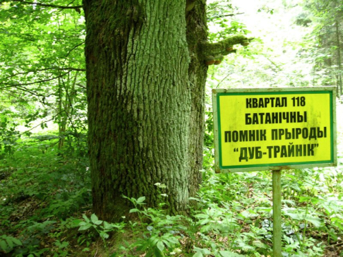 Дуб-тройник