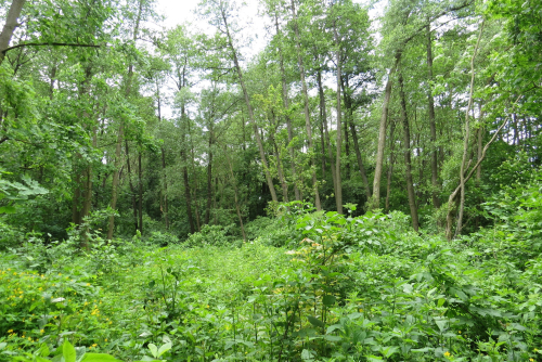 Турнянский грачевник