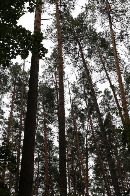 Насаждения сосны