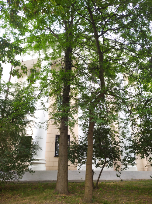 Брестские гледичии